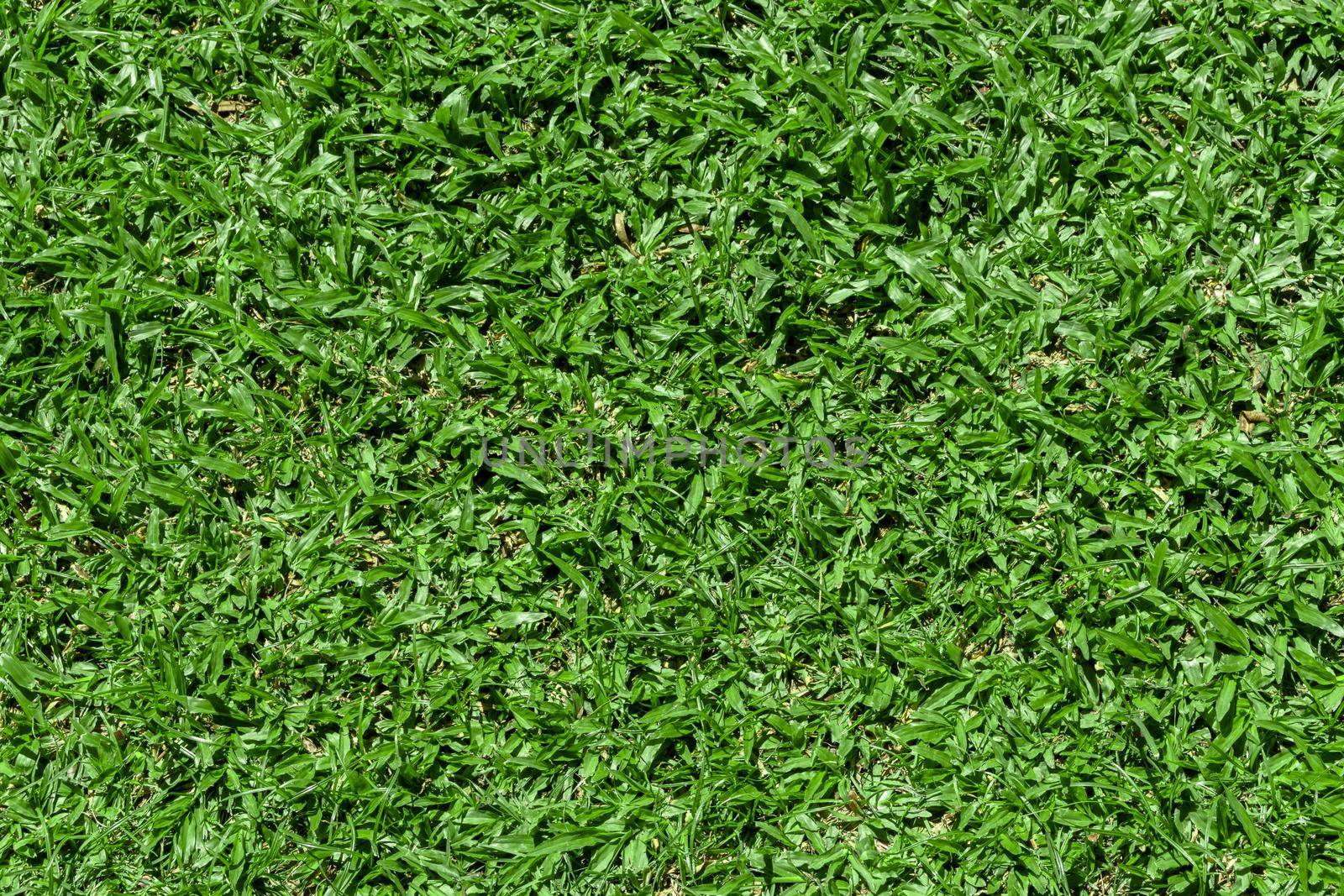 Green grass texture for background.