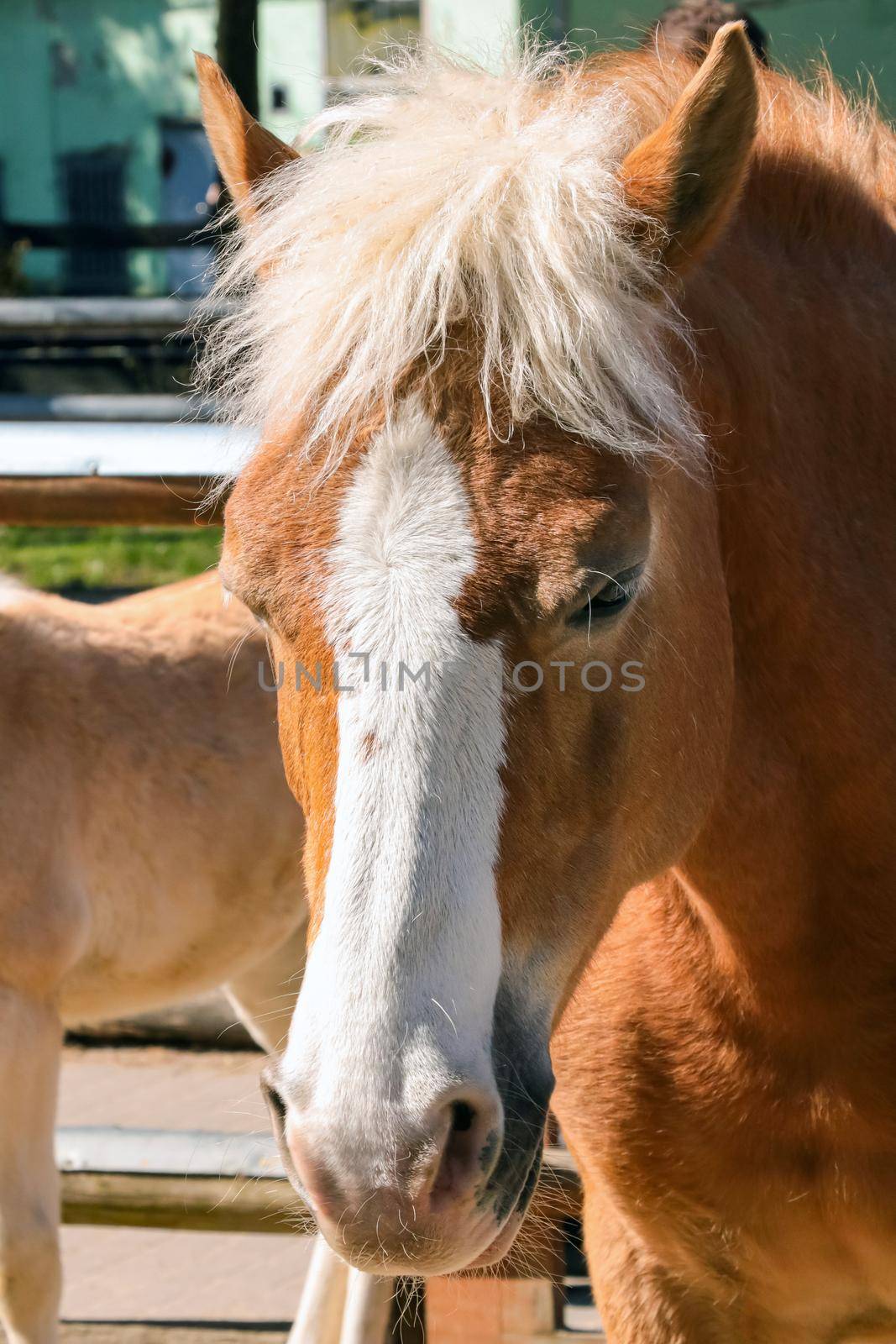 Close-up of a beautiful red white horse