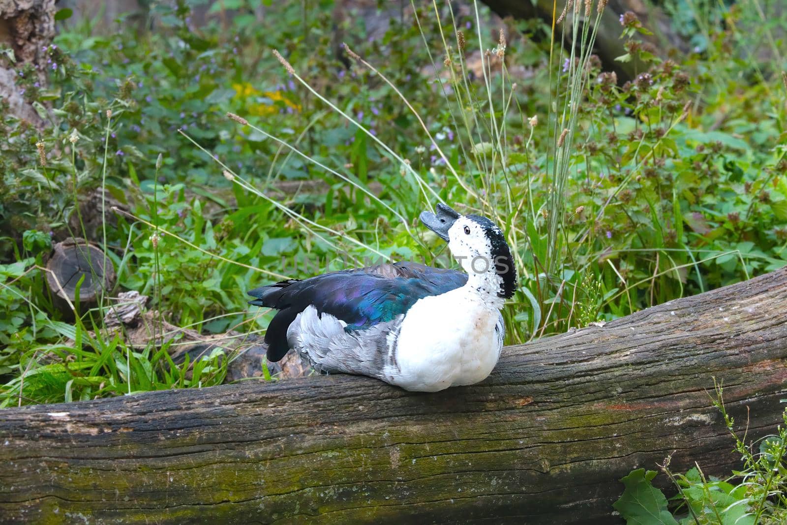 Sitting on a tree is a beautiful black-and-white wild duck
