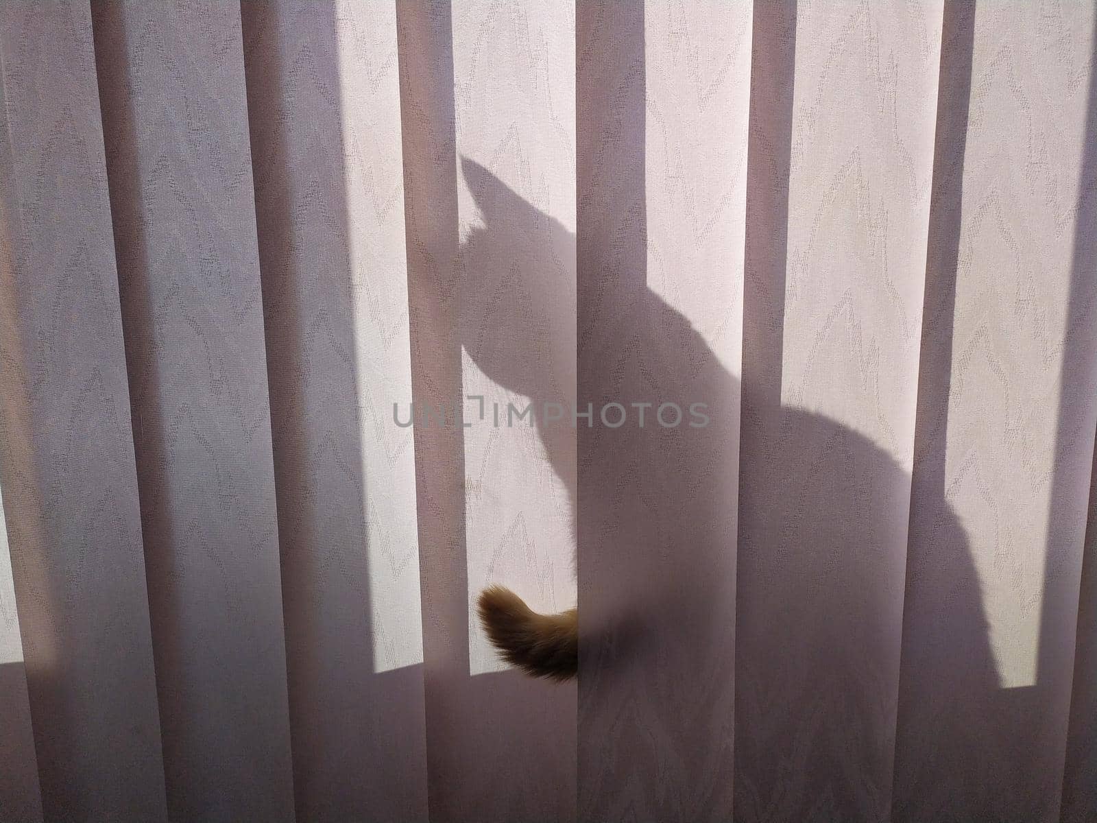 cat tail behind the curtain. hiding cat white background. silhouette