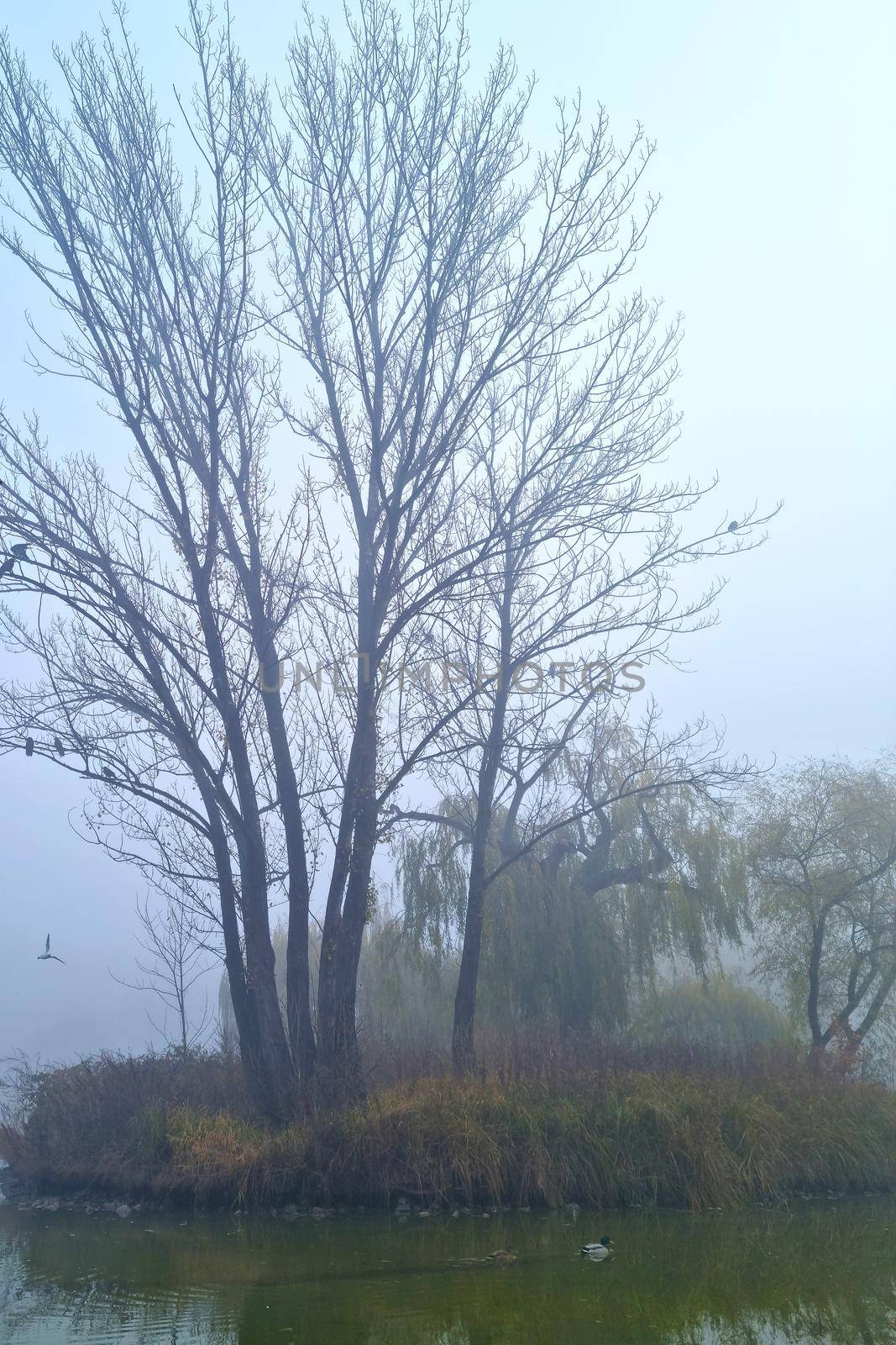 Foggy mystical morning on the shore of the lake