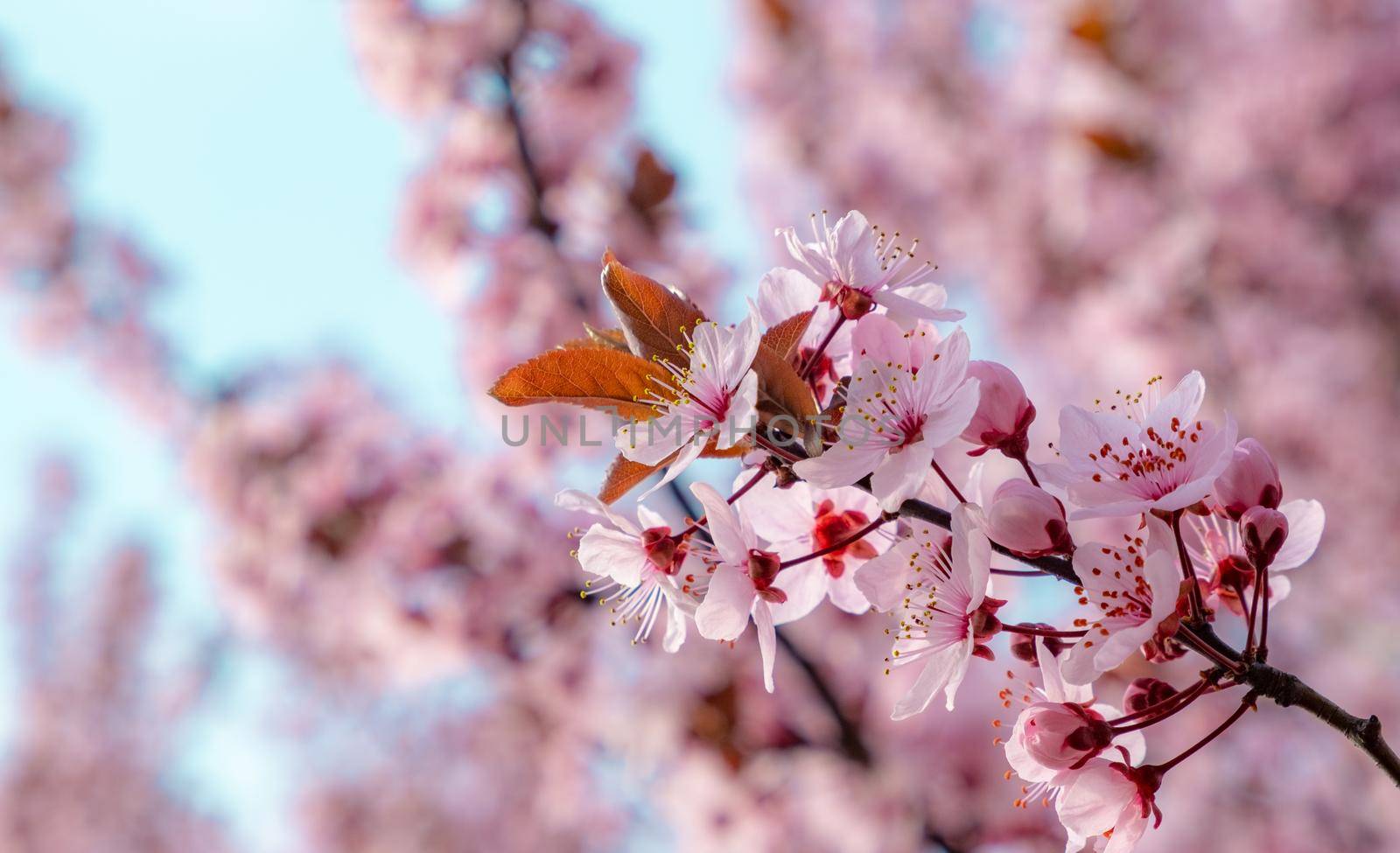 Spring background with pink blossom. Beautiful nature scene with blooming tree