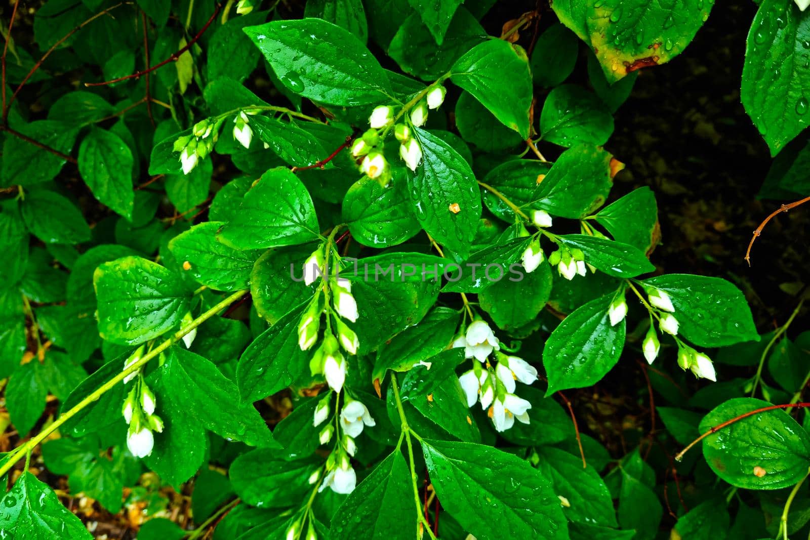 A flowering bush in the park after the rain. Drops of water on the foliage. by kip02kas