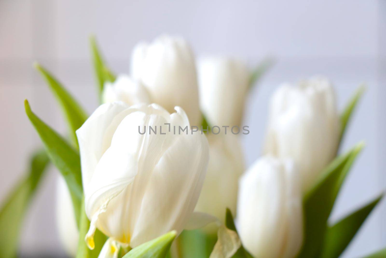 A flowering bouquet of white tulips. Congratulations on the holiday