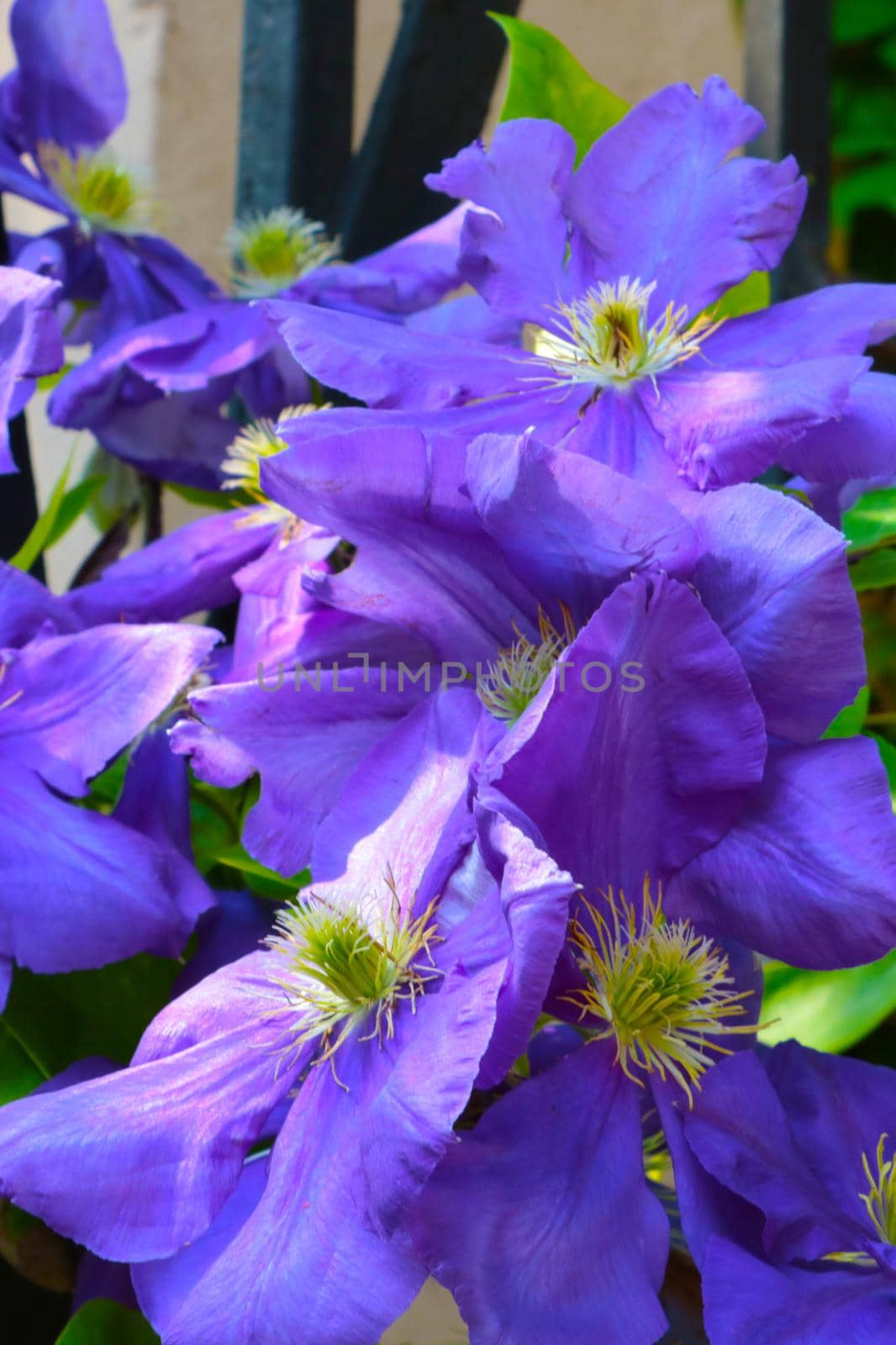 Beautiful purple flowers bloom in the garden in summer. by kip02kas