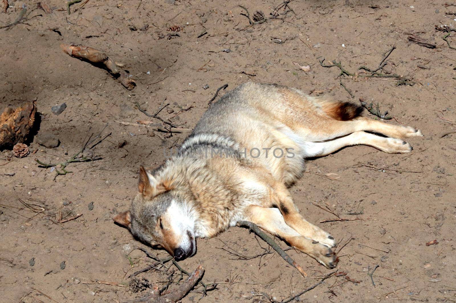 On the ground in the forest lies a wolf and basks in the sun. Wildlife. by kip02kas
