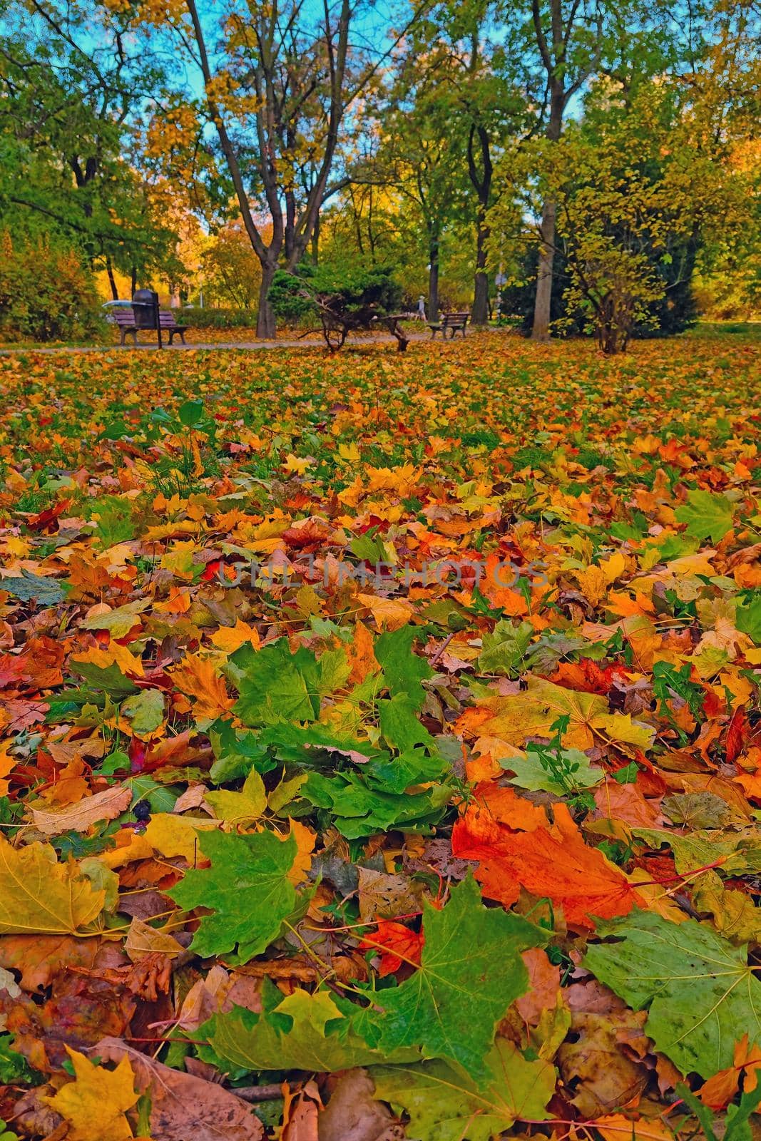 Eelto red green leaves lie on the ground in the park in the fall. by kip02kas