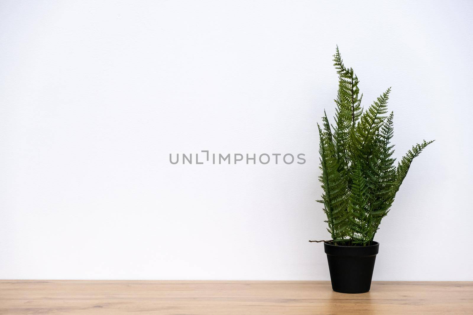 white wall with green plant on floor. Copy space for text or image. Flat lay for future interior. Minimal style, moving to new house concept