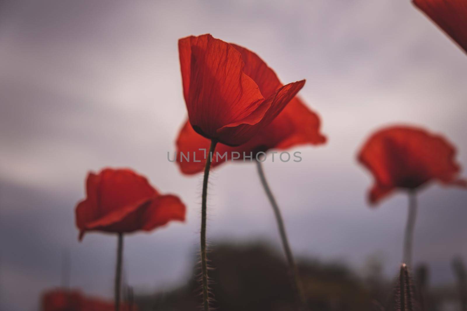 Red poppy in summer. Close-up Of Poppy blossom Flowers. Card with flowers. Remembrance day symbol