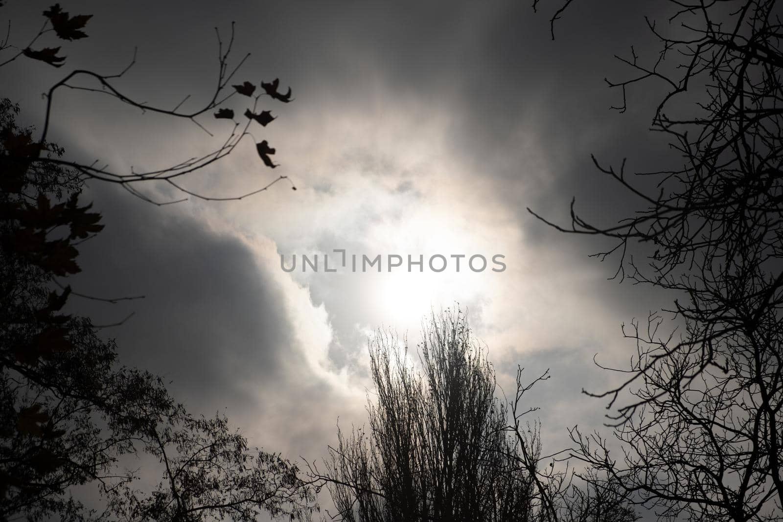 silhouette of trees with sky on background. copy space