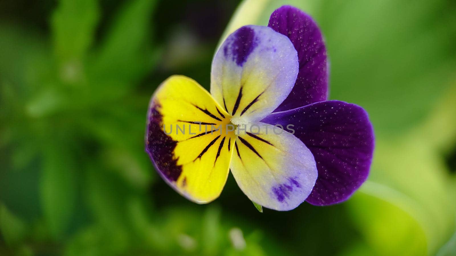 Macrophotography.Flower Pansies blooming in the garden.Texture or background