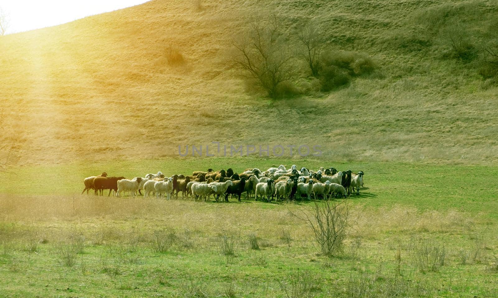 herd of sheeps in field. Sheeps on green grass