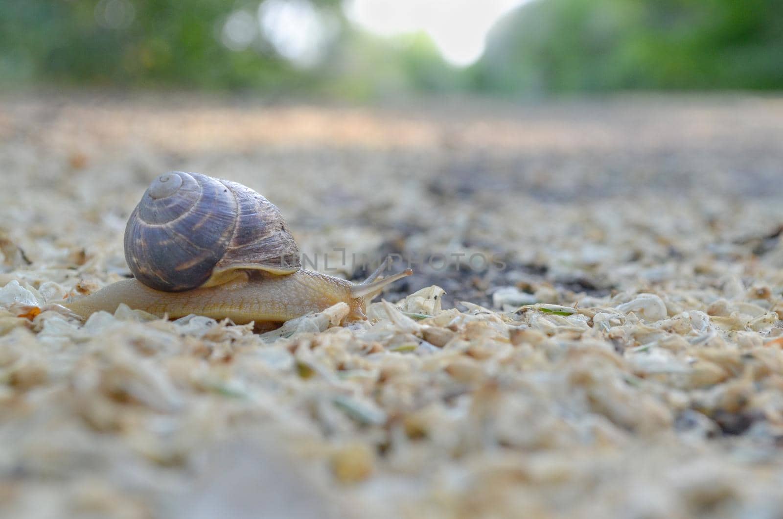 snail moving on the road. Slow moving