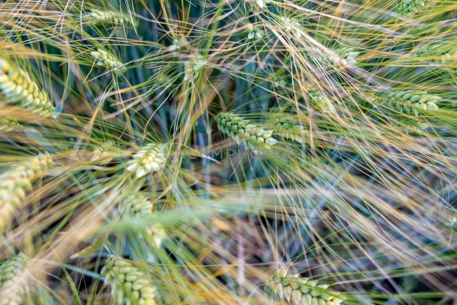 green wheat field from top. sunrise wheat field. wheat closeup