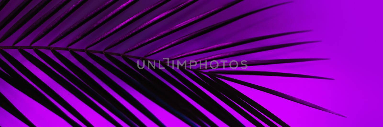 Thin leaf of a robelini palm tree in neon pink, purple and blue colors. modern background. Web banner