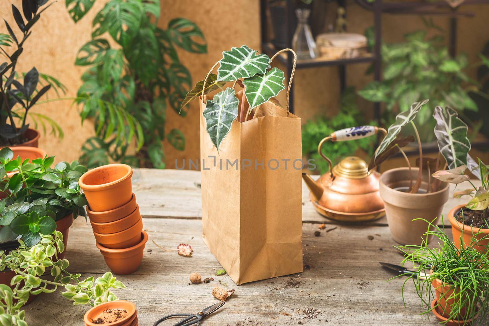 Paper bag with alocasia plant ready to be delivered. Small nursery or plant shop business. Selling plants from home