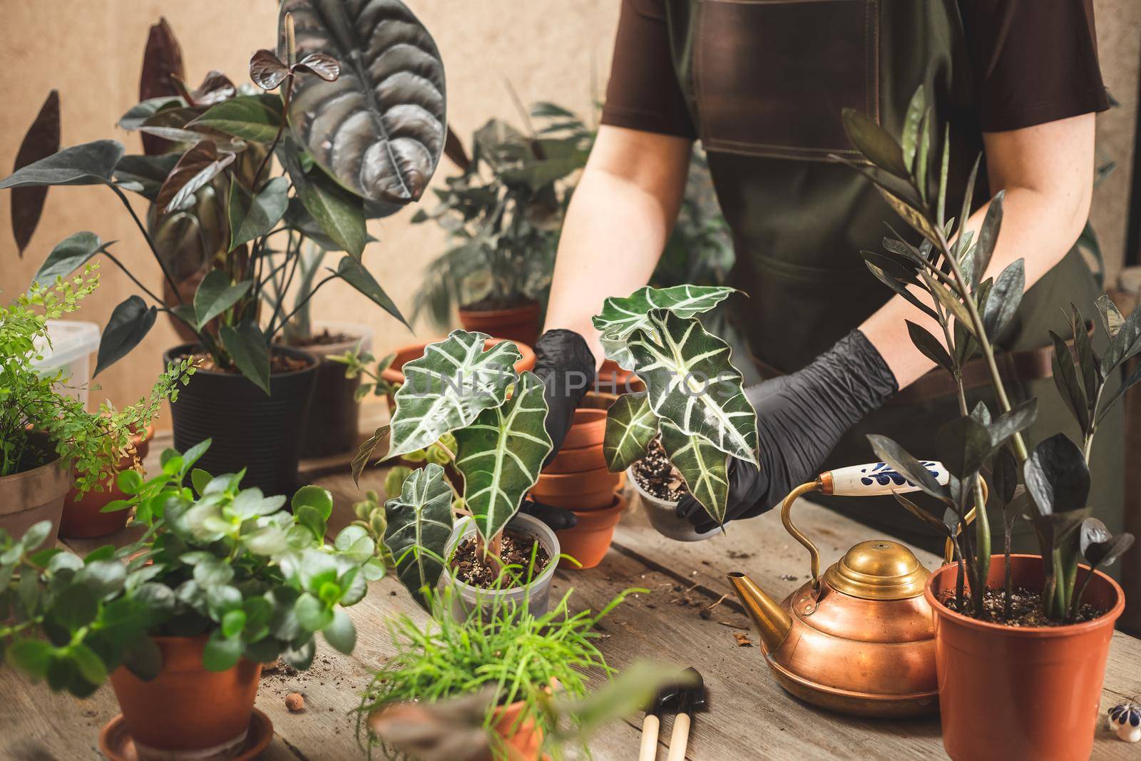 Female gardener wearing black rubber protective gloves and apron taking care of home garden or plant shop