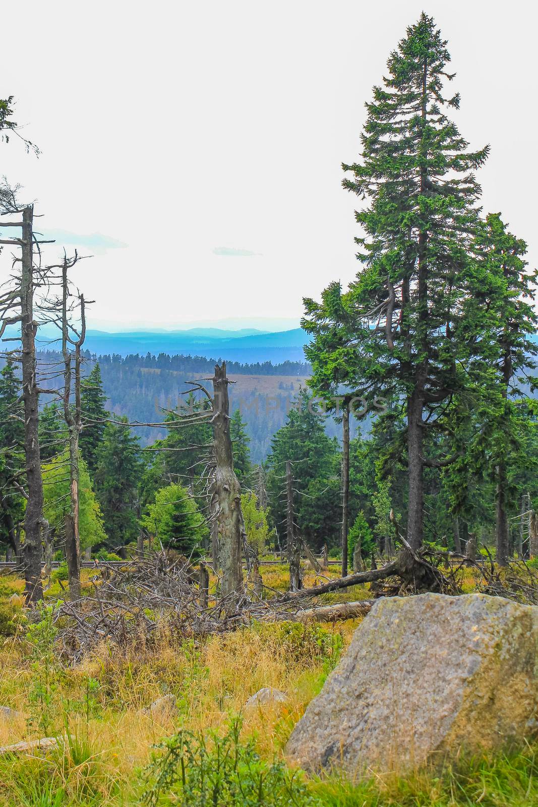 Forest with dead broken fir trees and landscape panorama and walking trekking path at Brocken mountain peak in Harz mountains Wernigerode Saxony-Anhalt Germany