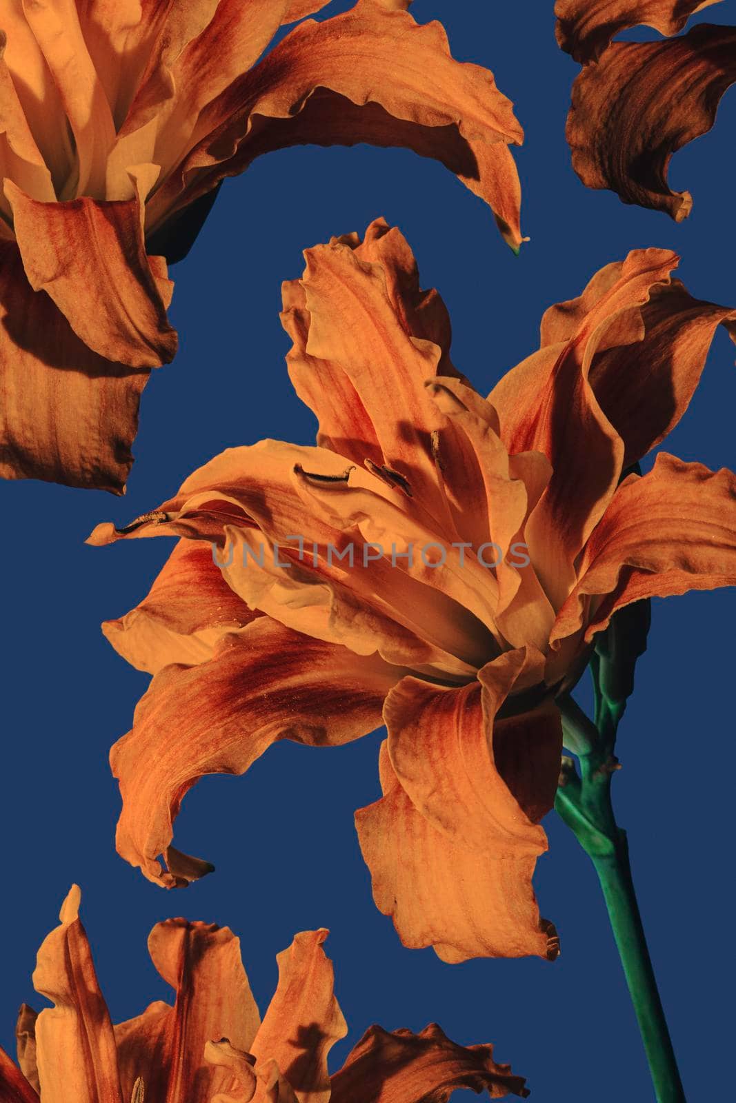 Hemerocallis fulva Flore Pleno is a perennial plant that loves rich, humiferous, always fresh soil; prefers the sun - partial shade, the flower is dark orange and belongs to the Hemerocallidaceae family, its flowering period is June - July,