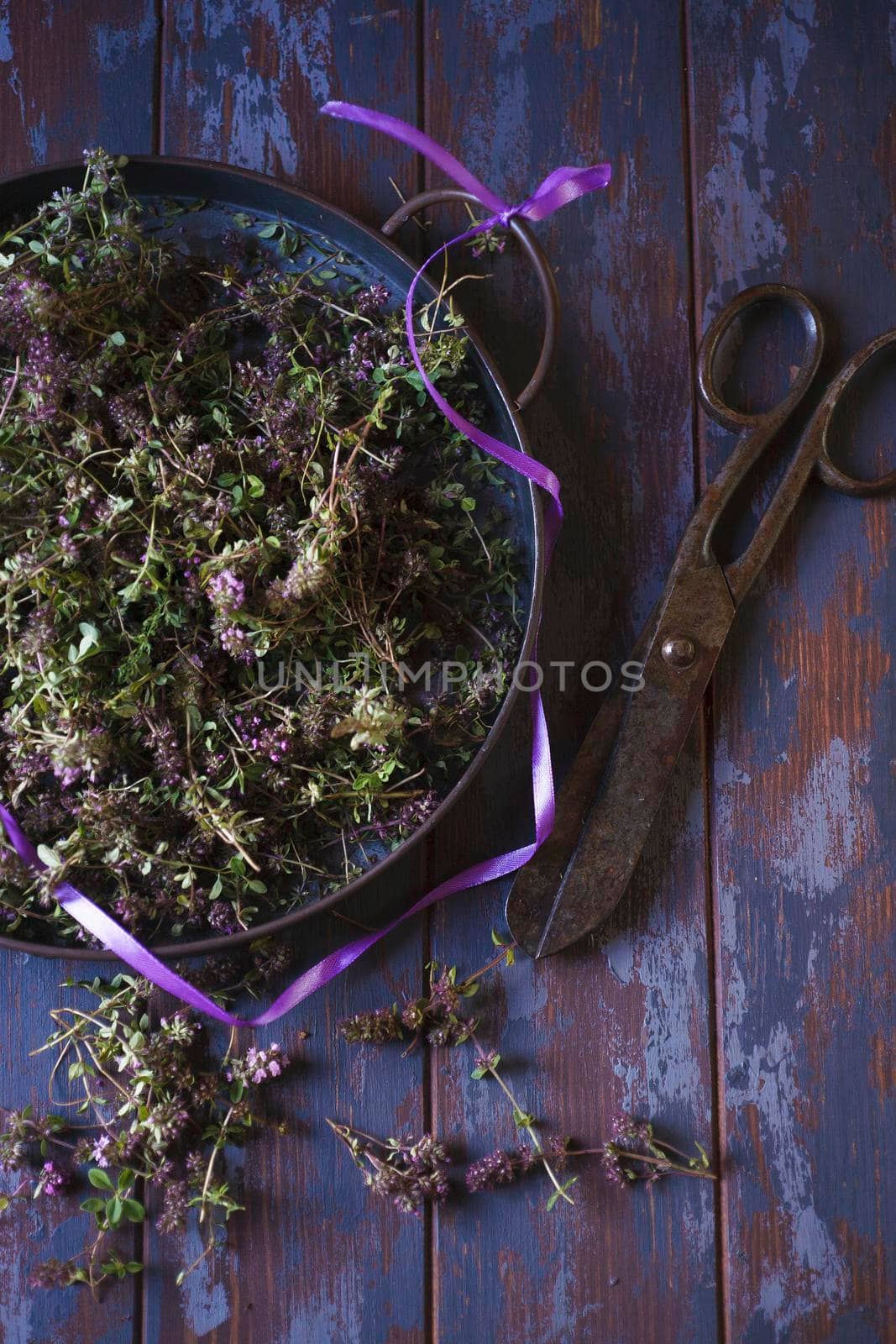 Wild thymus vulgaris haversted for drying in metal plate on blue wooden table, flat lay, copy space.