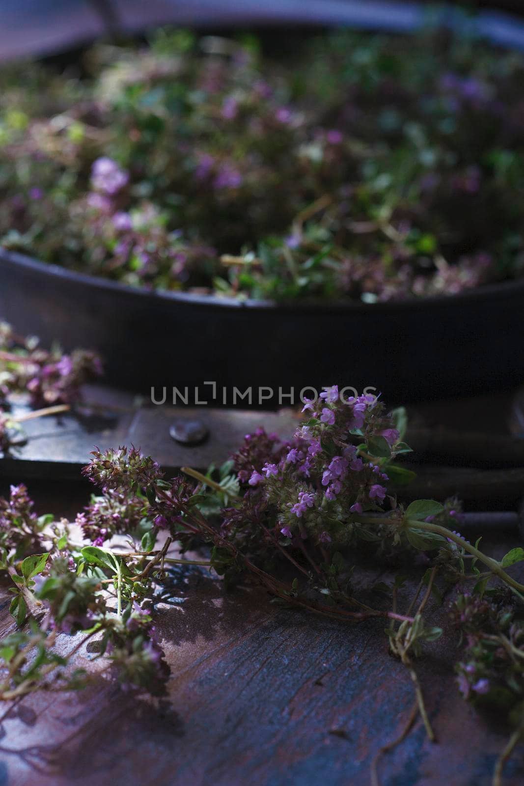 Flowers and fresh plants of wild thyme havested for drying on blue table, selective focus