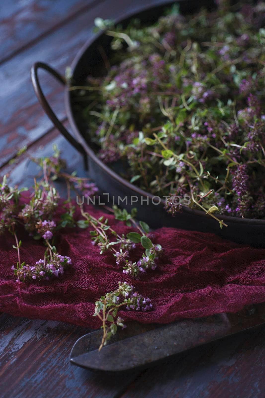 Vintage metal tray with fresh plants of wild thyme on blue wooden table with red cloth, still life with selective focus.