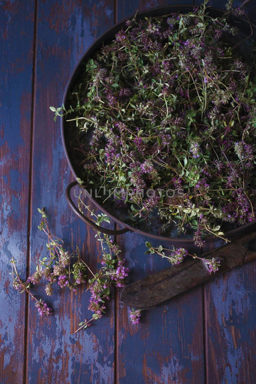 Vintage metal tray with fresh plants of wild thyme havested for drying, flat lay on blue table, selective focus., copy space.