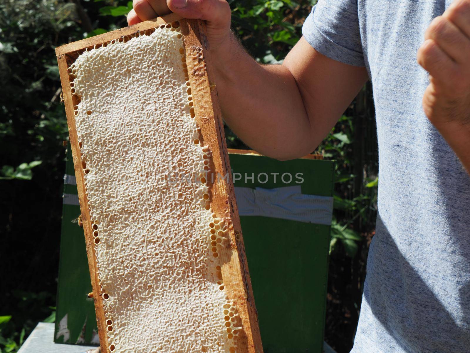 Beekeeper working with bees and beehives on the apiary. Beekeeping concept. Beekeeper harvesting honey Beekeeper on apiary.