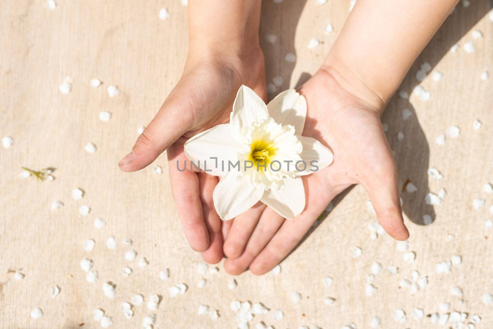 a narcissus in children's hands, blooming white flower.