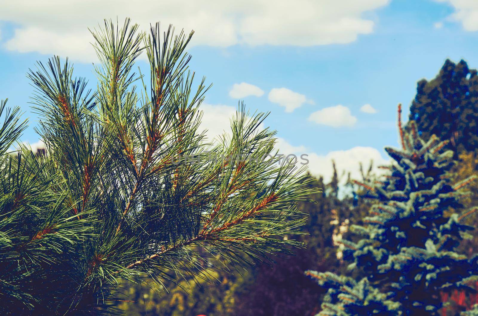 Adorable pine branch and green forest against the blue sky by jovani68