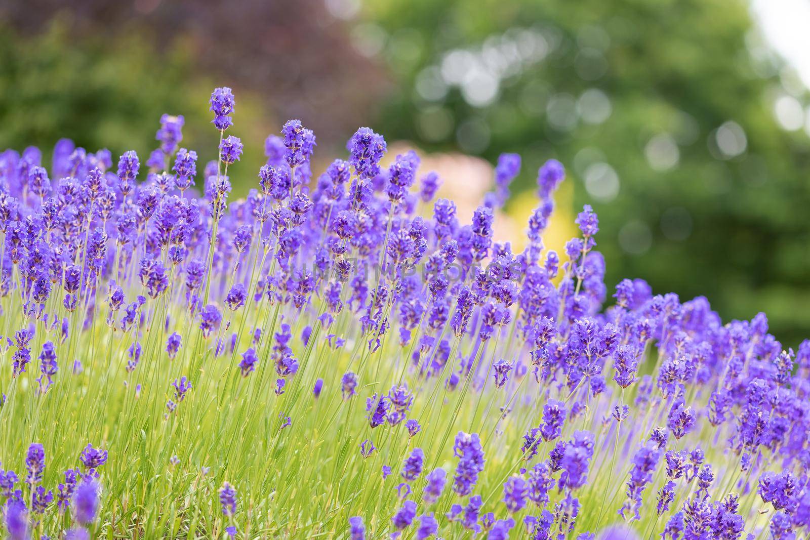 Lavender bushes closeup. Purple lavender field, beautiful blooming, English lavander. by Len44ik