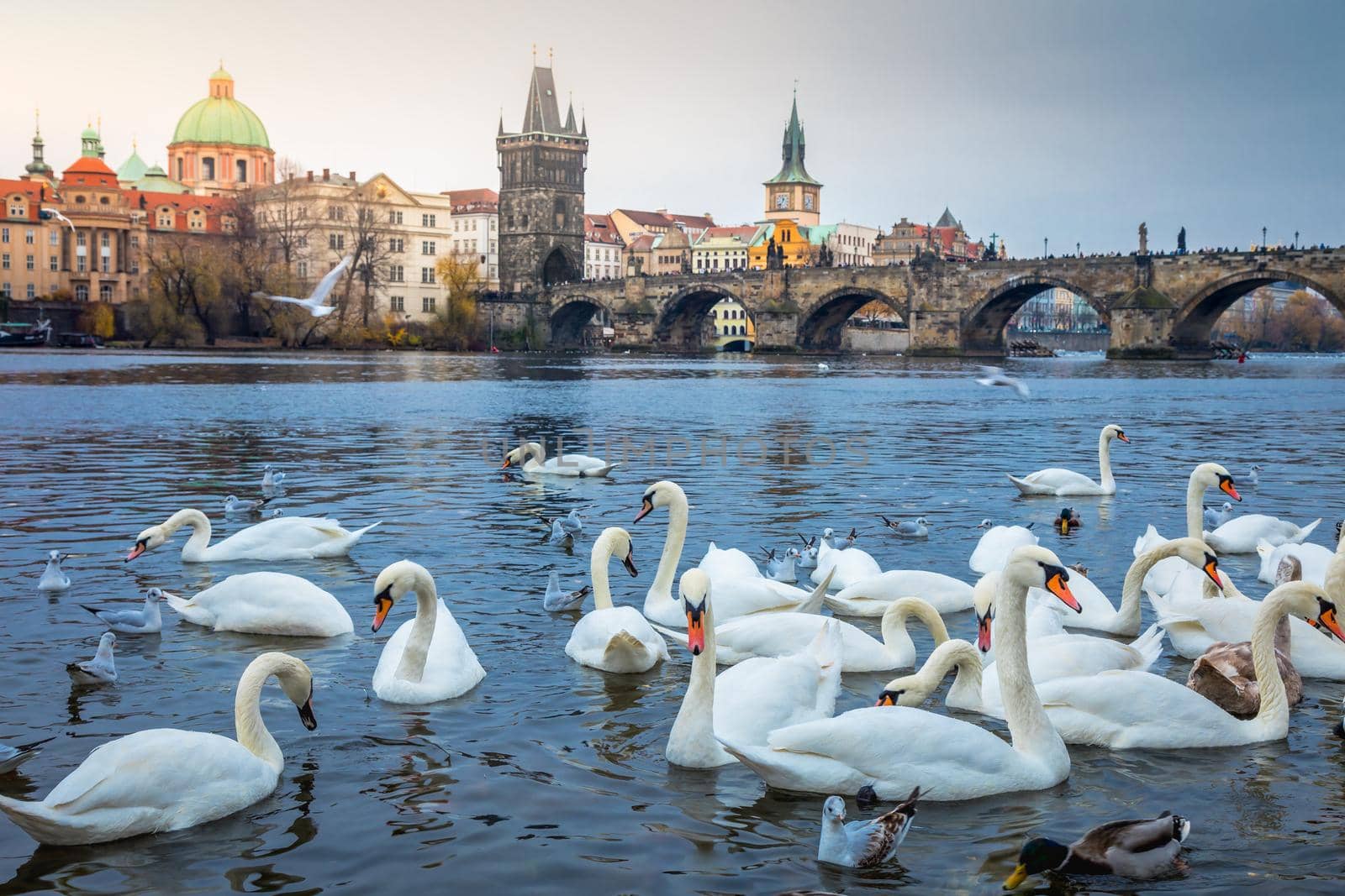 Swans on Vltava river, near Charles Bridge - Prague, Czech Republic