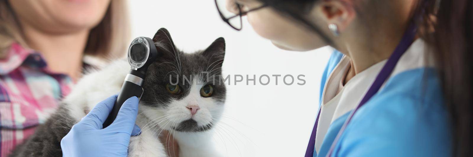 Portrait of woman doctor veterinarian checking cats ear with special equipment. Calm domestic animal on appointment in clinic. Vet, health, checkup concept