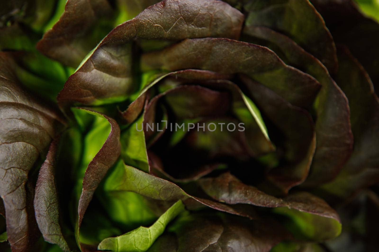 Bunch of fresh lettuce leaves on a dark background. Close-up.