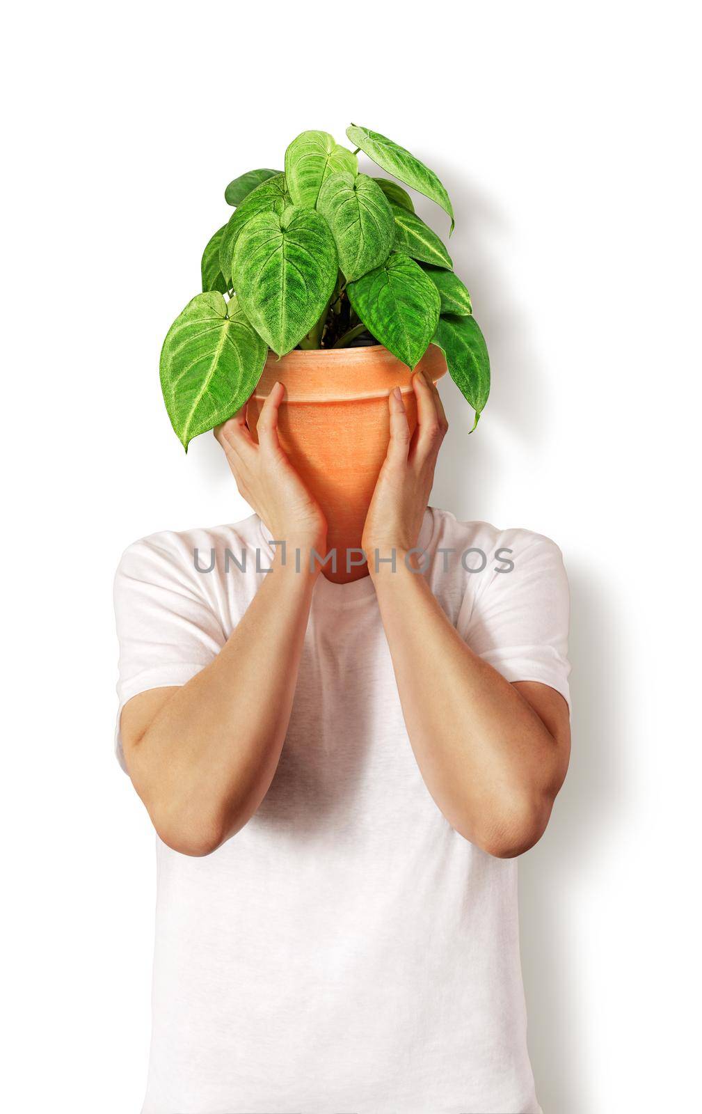 Decorative house plant - Syngonium Frosted Heart in brown ceramic pot instead of head of the person as a symbol of love to the houseplants.