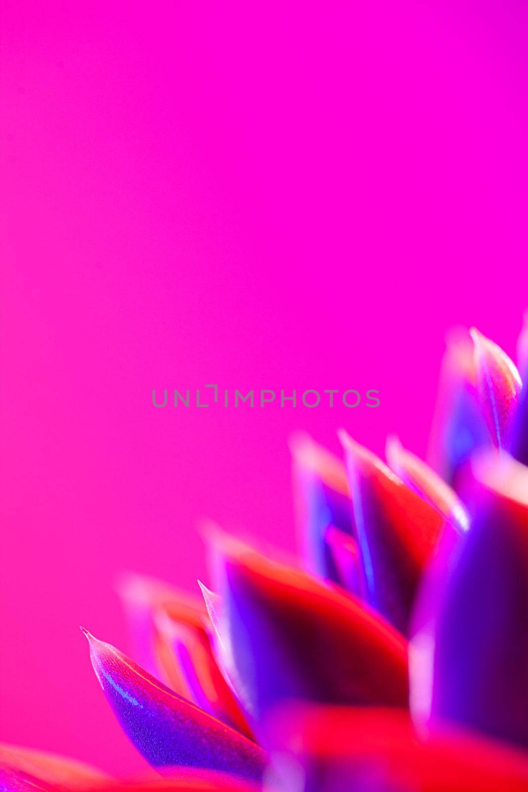 Close-up of a green agavoides echeveria flower on a vibrant dark pink background. by igor_stramyk