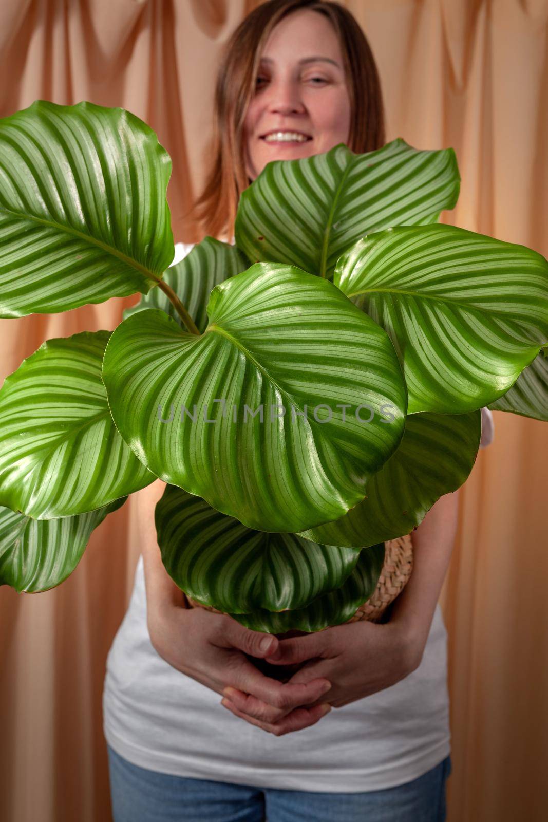 Parents and their child - plants family concept. Three plants in pots in one photo: Ficus Elastica, Gasteria and Marantha. Isolated on white.