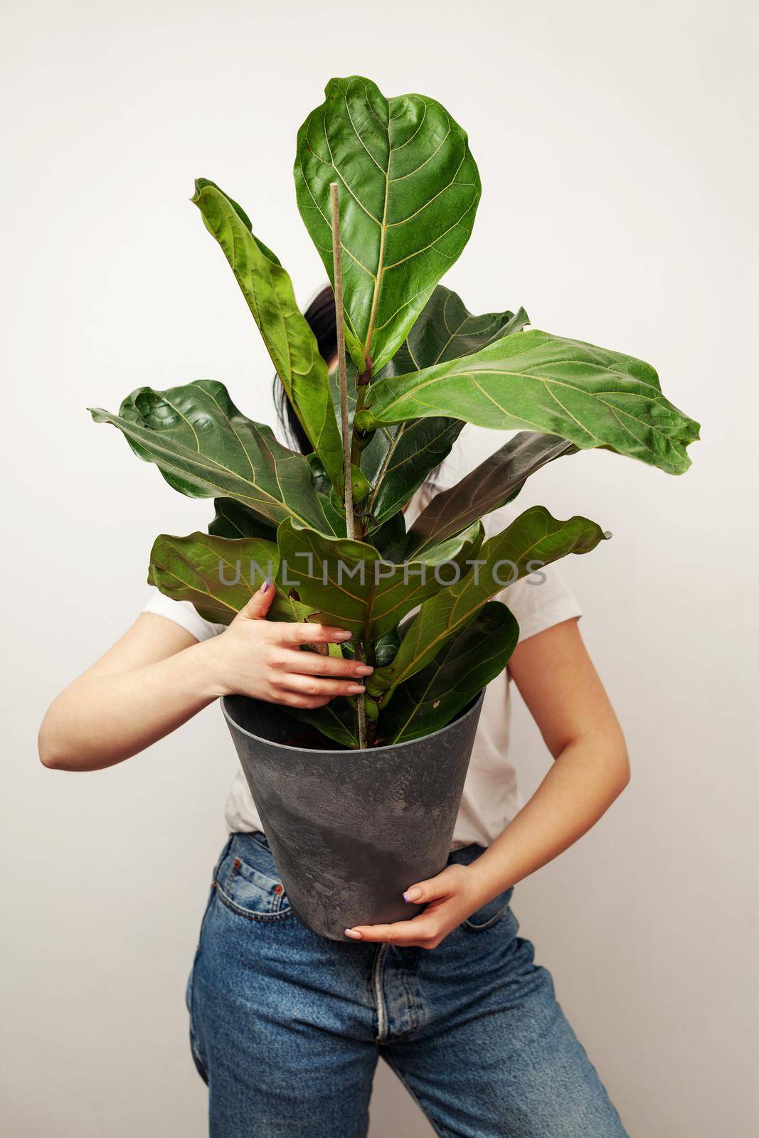Female holding Ficus lyrata pot plant against white wall background. House plants concept.