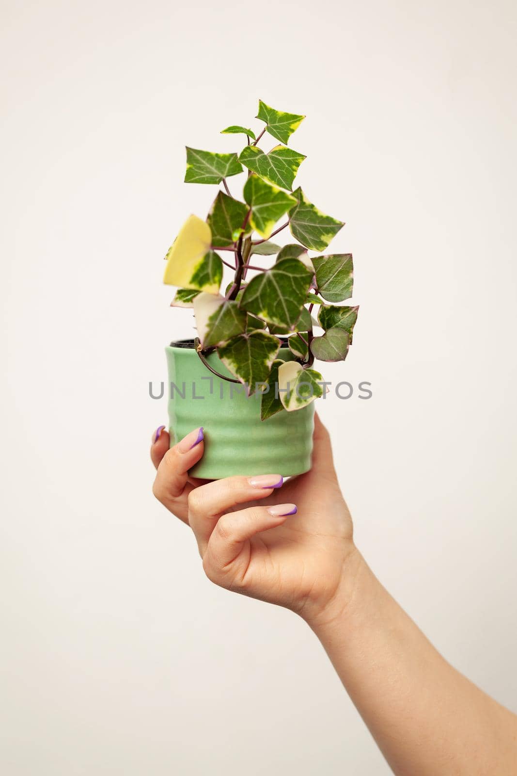 Hand holding pot with Senecio macroglossus plant, the Natal ivy or wax ivy. It is an evergreen climber with waxy triangular leaves.