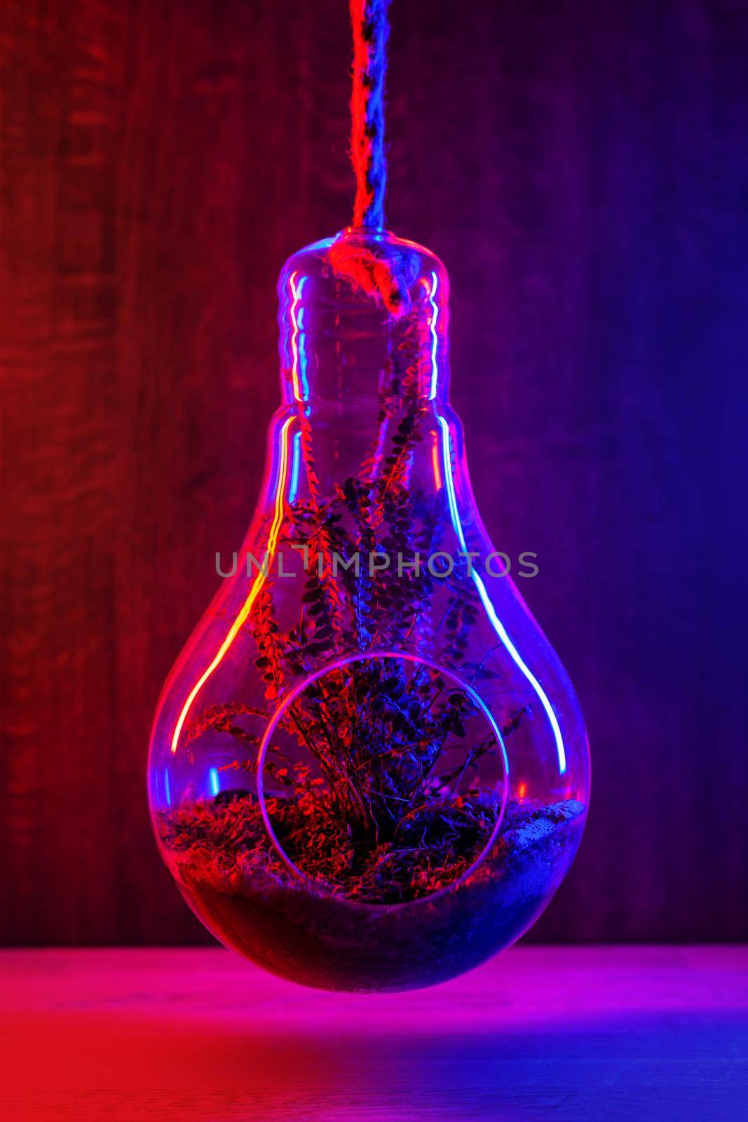Boston fern plant growing in glass air fern holder terrarium on dark pink background. Illuminated in red and blue.