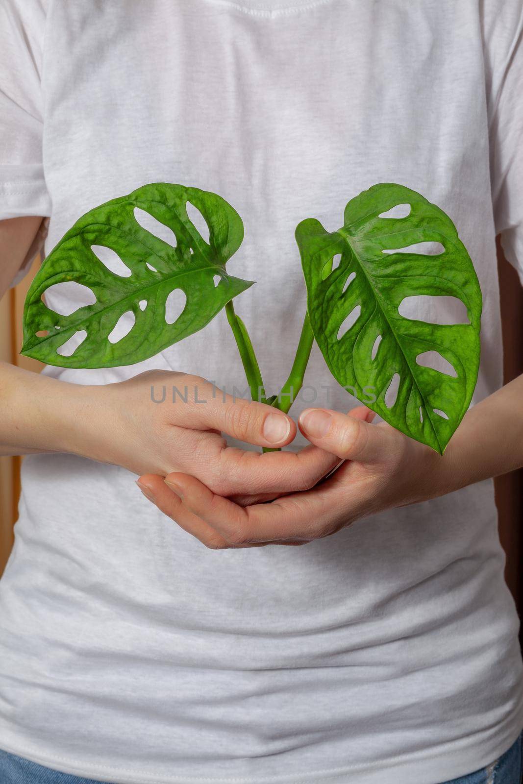 Monstera Monkey Mask or Swiss Cheese Vine, or Andansonii indoor plant being propagated in a glass tube.