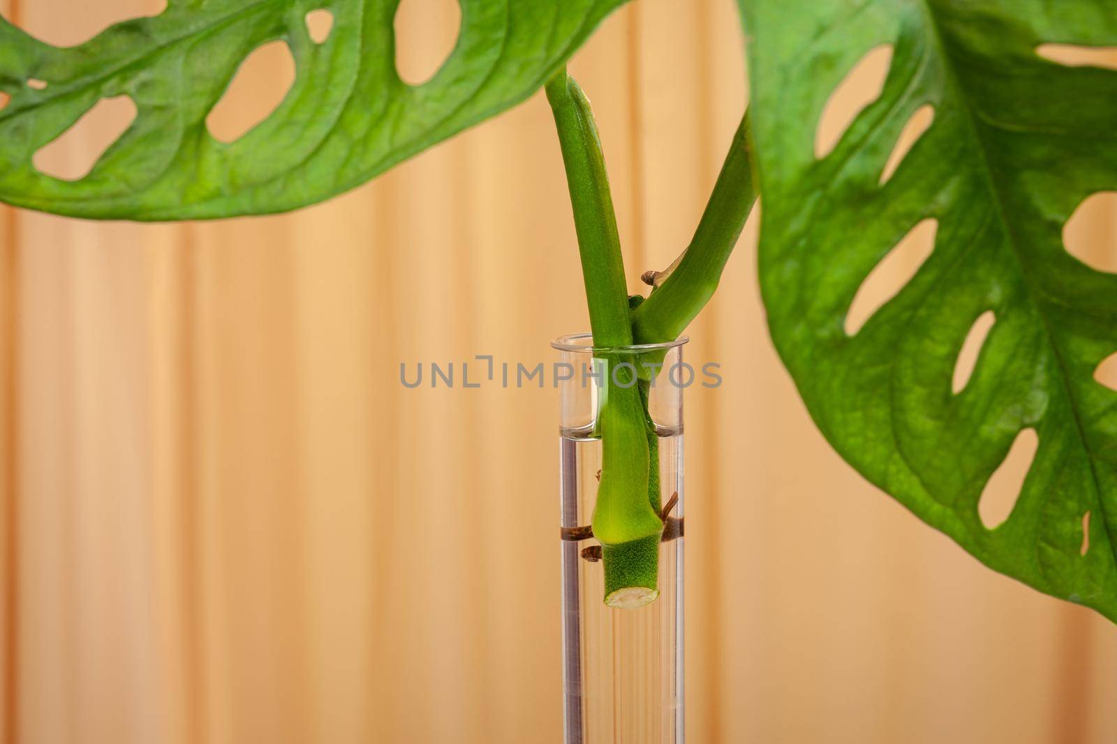 Monstera Monkey Mask or Swiss Cheese Vine, or Andansonii indoor plant being propagated in a glass tube.
