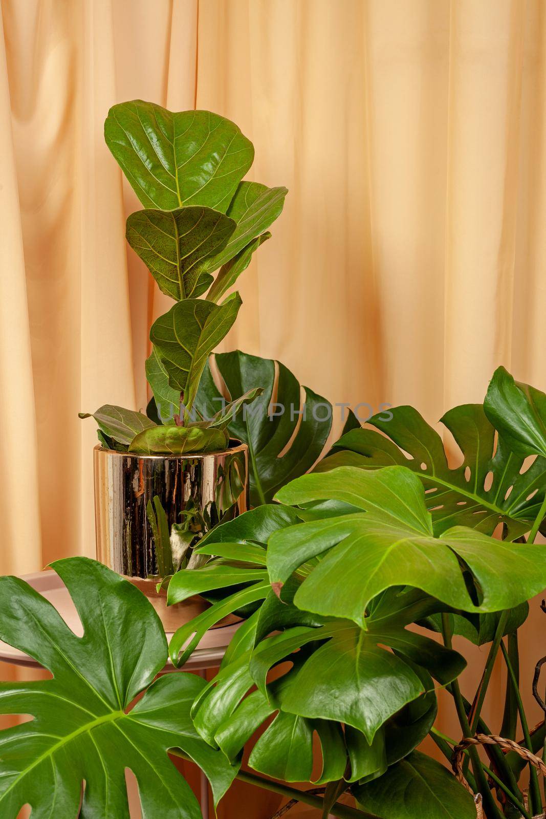 Beautiful Ficus lyrata and Monstera Deliciosa stands on a wooden table on a brown curtains background.