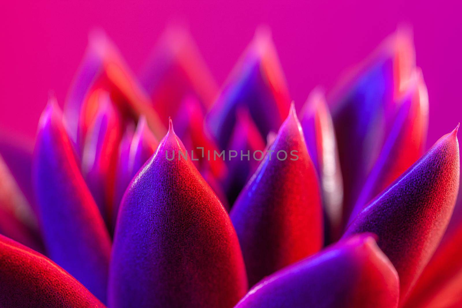 Close-up of a green agavoides echeveria flower on a vibrant dark purple background.