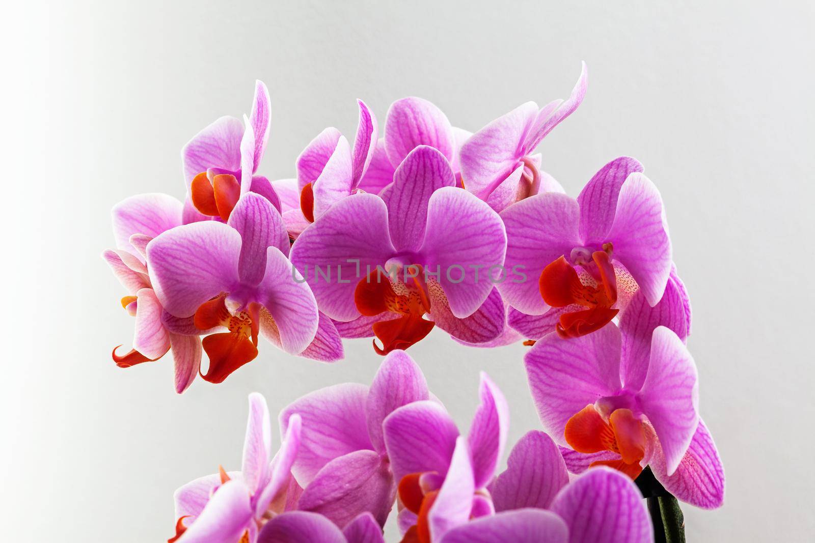 Beautiful purple Phalaenopsis orchid flowers, isolated on white background. Close-up photo.