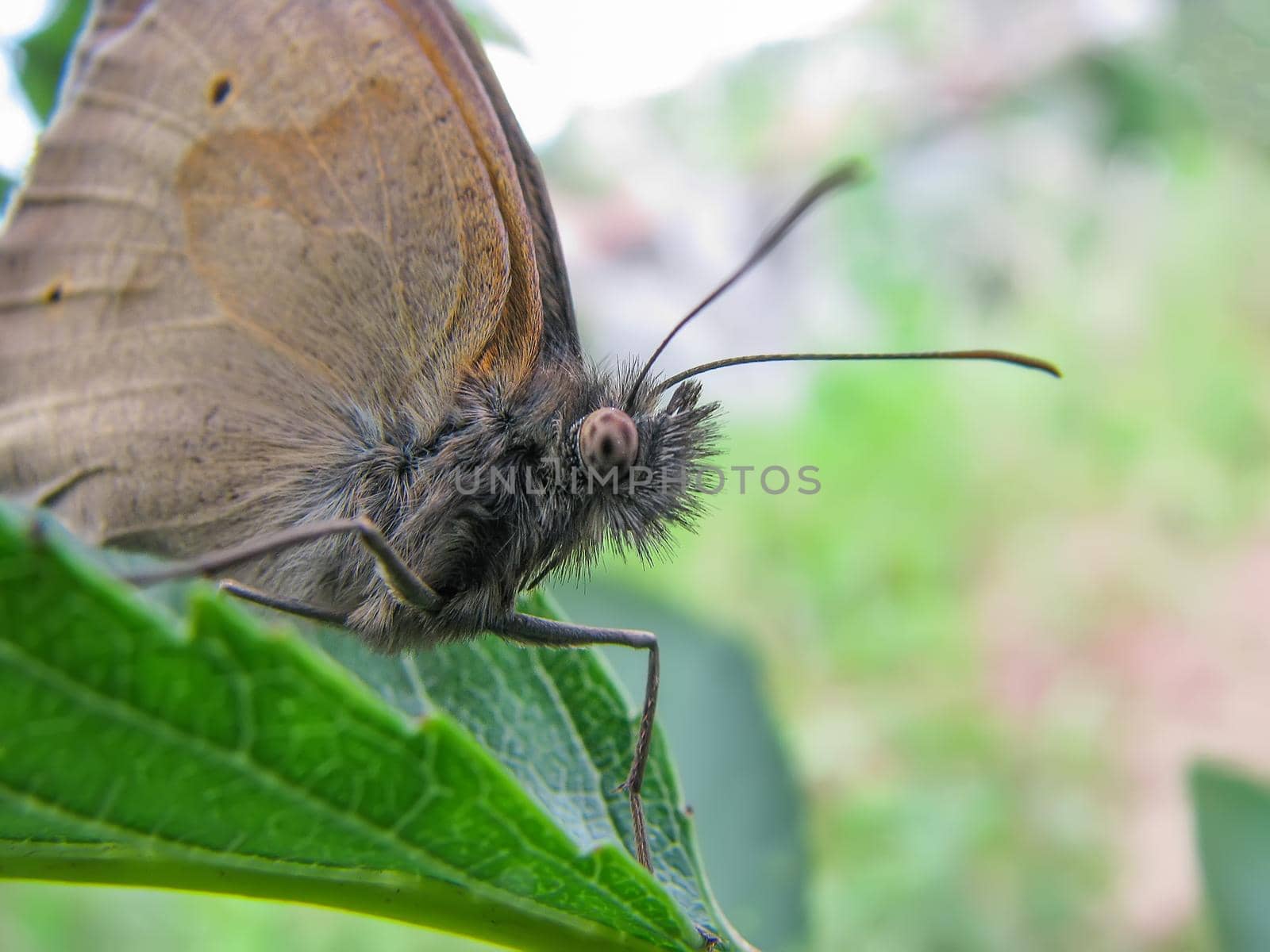 amazing shaggy butterfly up close