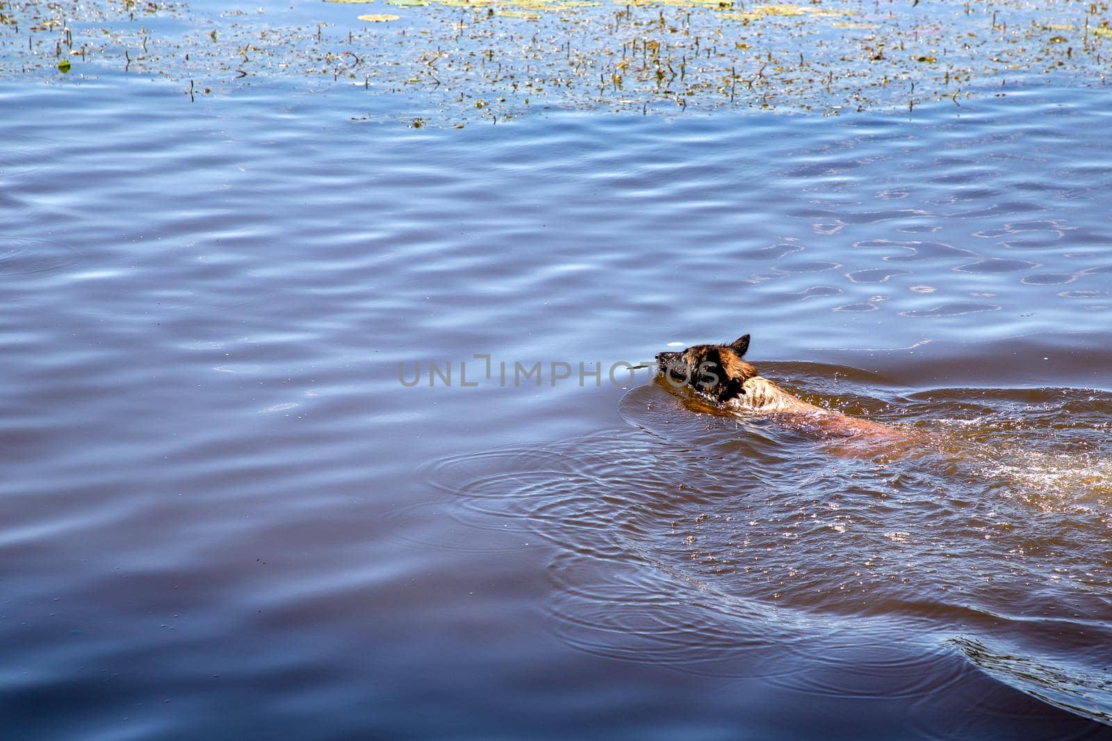 A dog is swimming or playing in a lake