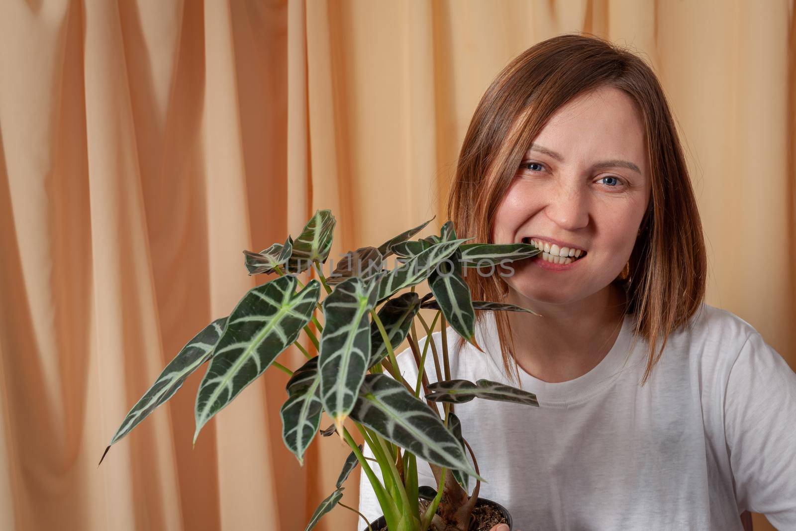Florist woman bites a leaf of Alocasia Bambinoarrow plant on a fabric curtains background.