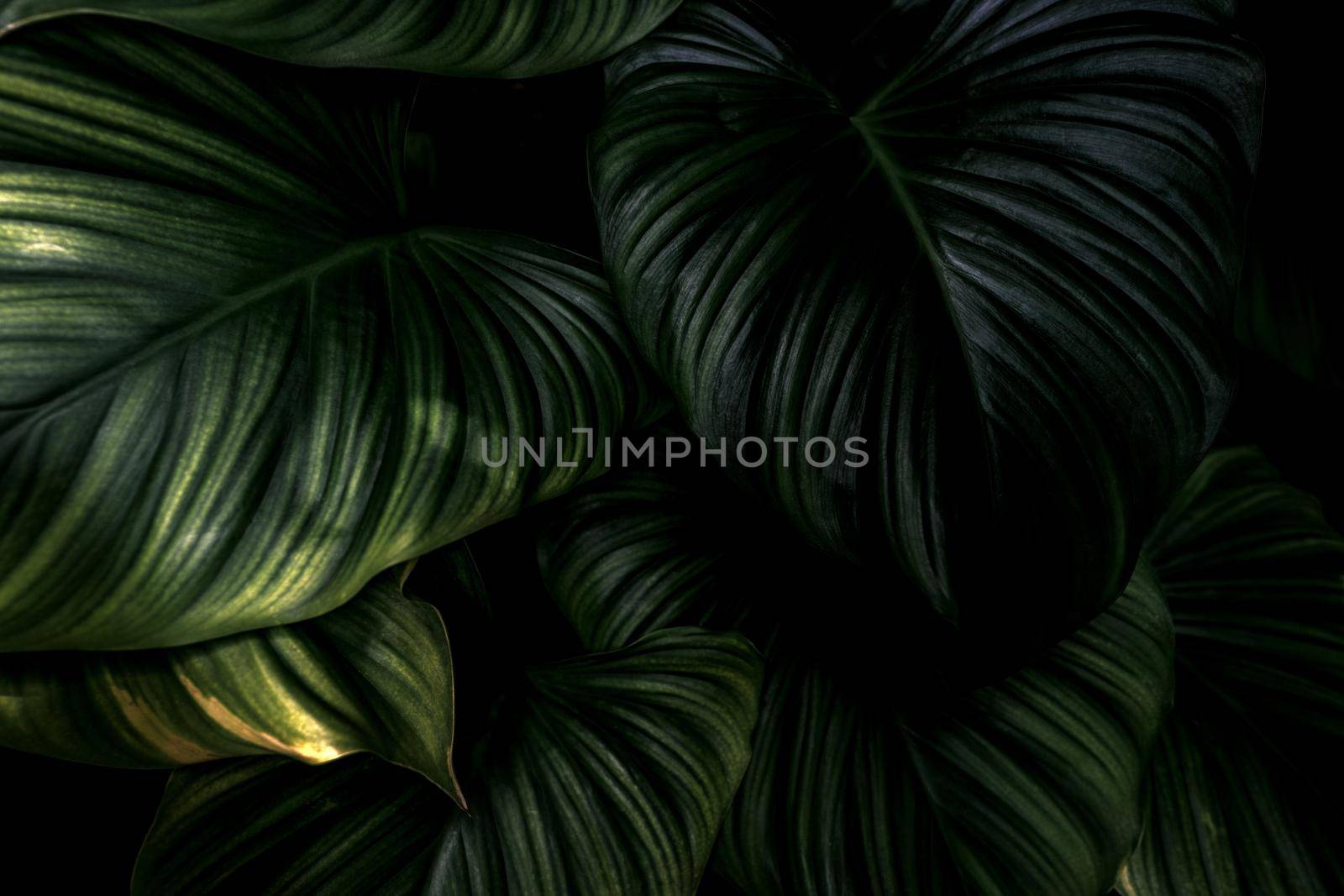 Closeup green leaves of tropical plant in garden. Dense dark shiny green leaf texture background. Green leaves for spa background. Green wallpaper. Ornamental plant in the garden. Beauty in nature.