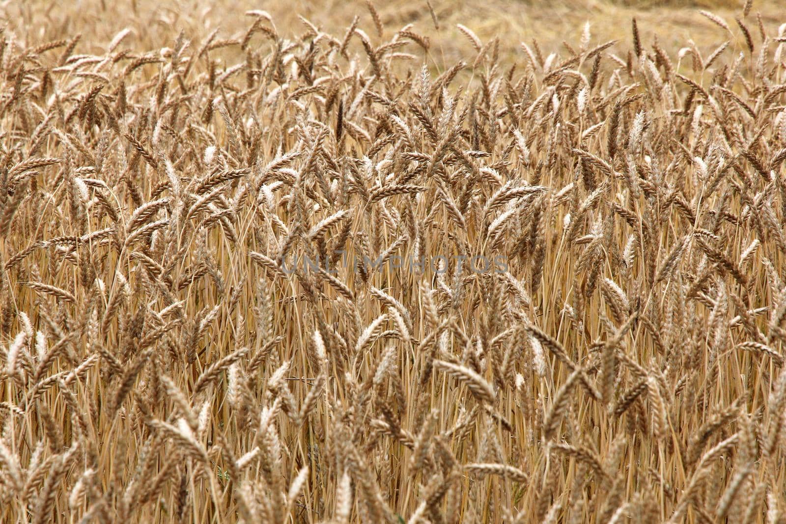 Natural background,  ears of wheat, the golden ripe field of wheat